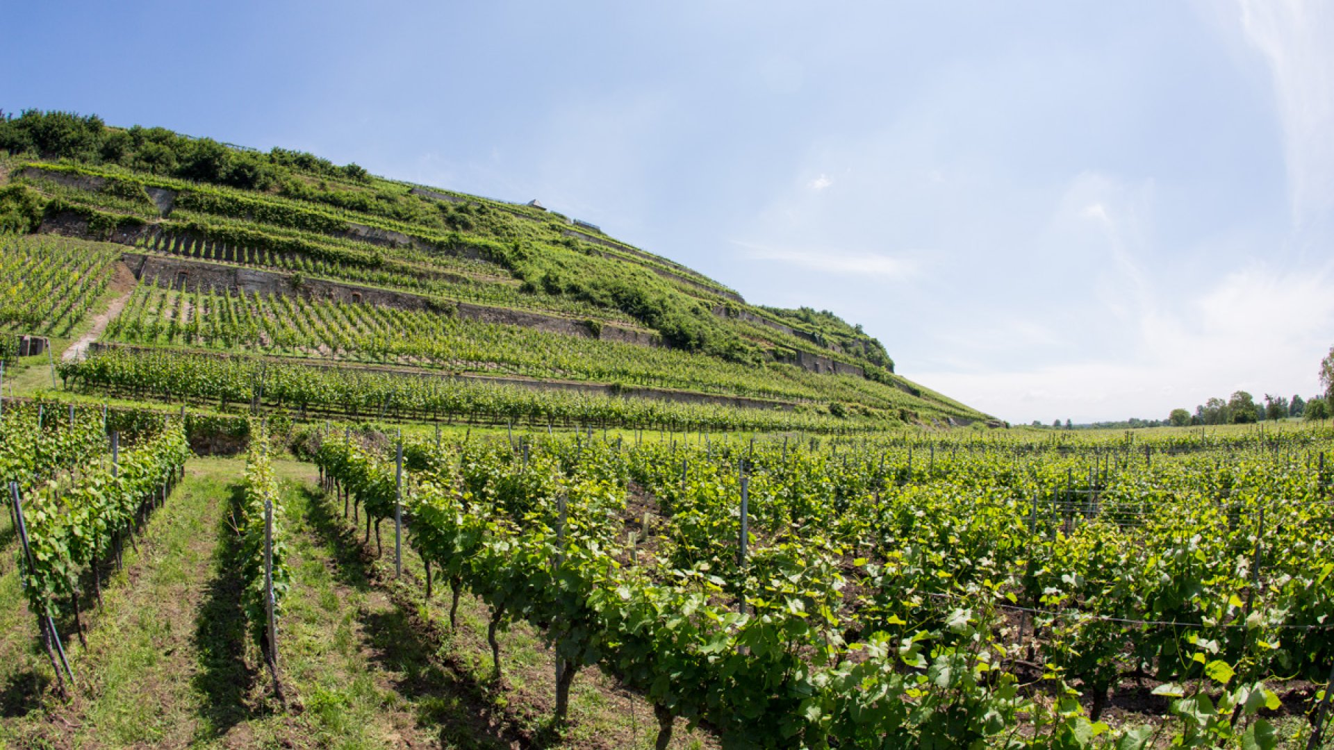 Impressions of our terroir "VORDERER WINKLERBERG".