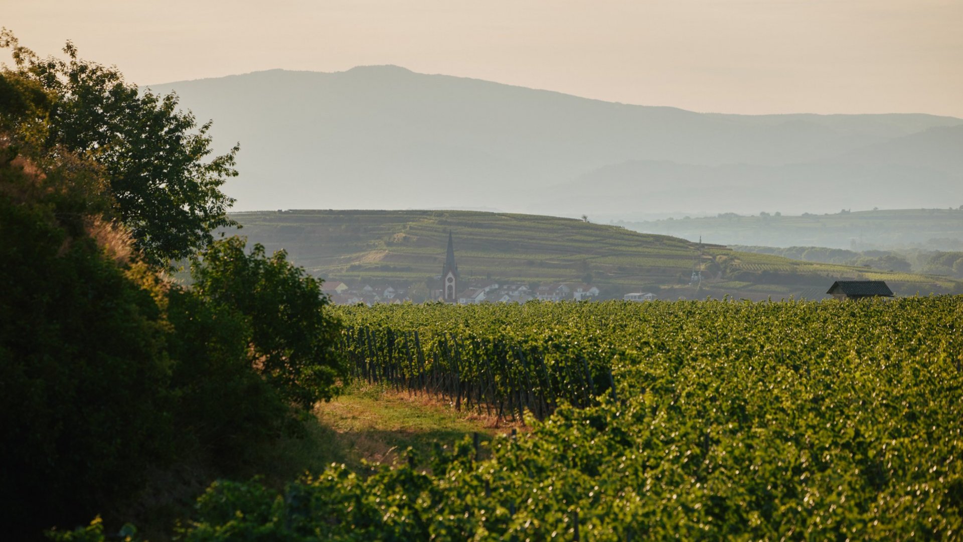 Die Weinberge rund um das Weingut Heger.